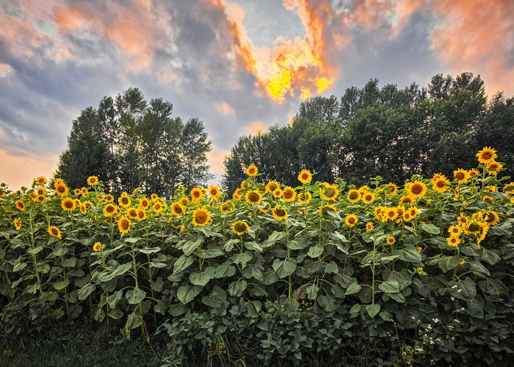 Sunflower Food Plot Seed