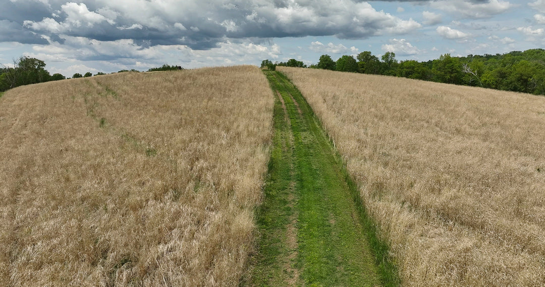 RC Big Rock Switchgrass