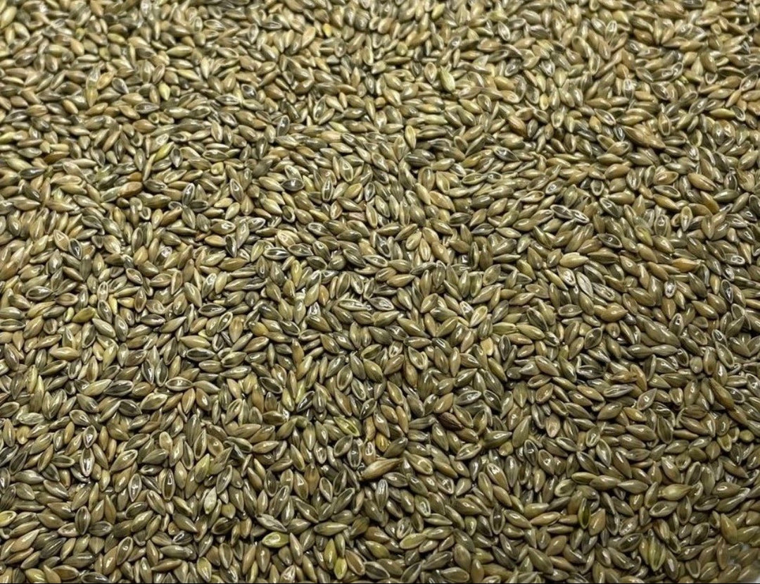 RC Sundance Switchgrass Habitat Seed