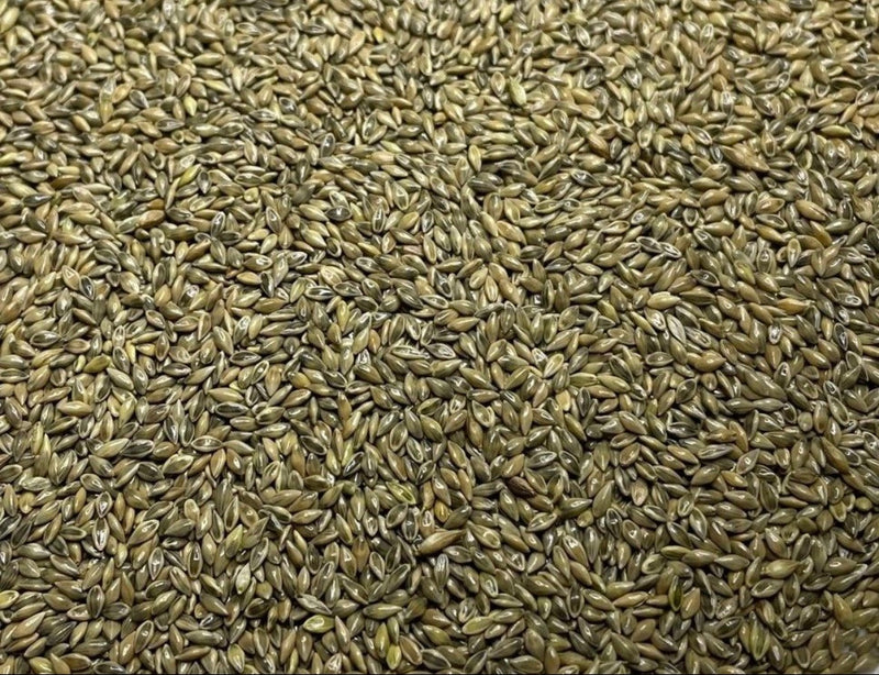 RC Big Rock Switchgrass