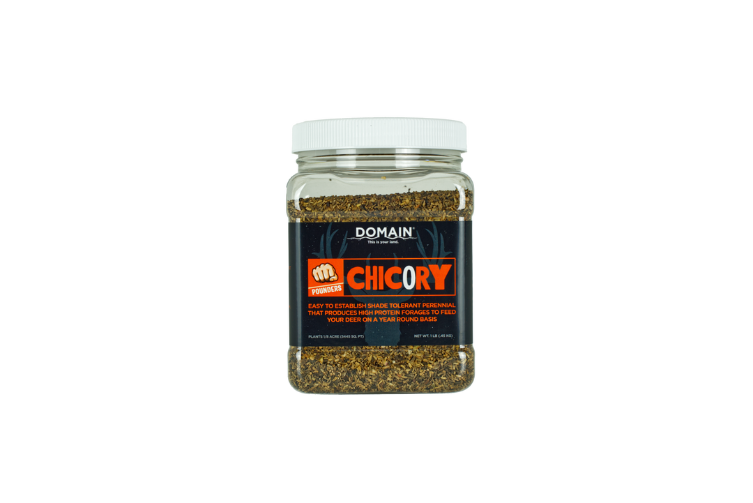 Domain Pounder - Chicory