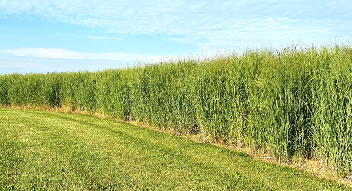 RC Big Rock Switchgrass