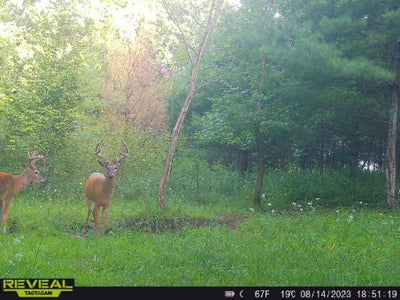 Recharge™ Deer Mineral