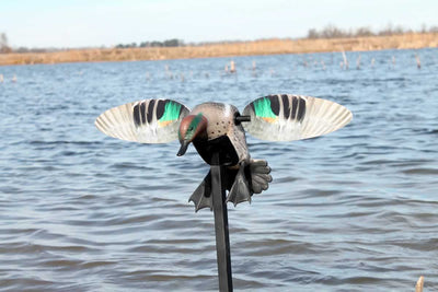 MOJO Elite Series Green-Wing Teal