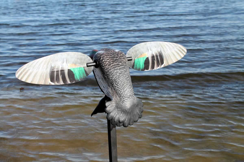 MOJO Elite Series Green-Wing Teal