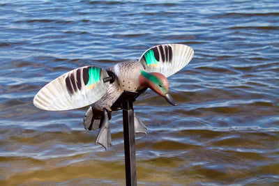MOJO Elite Series Green-Wing Teal